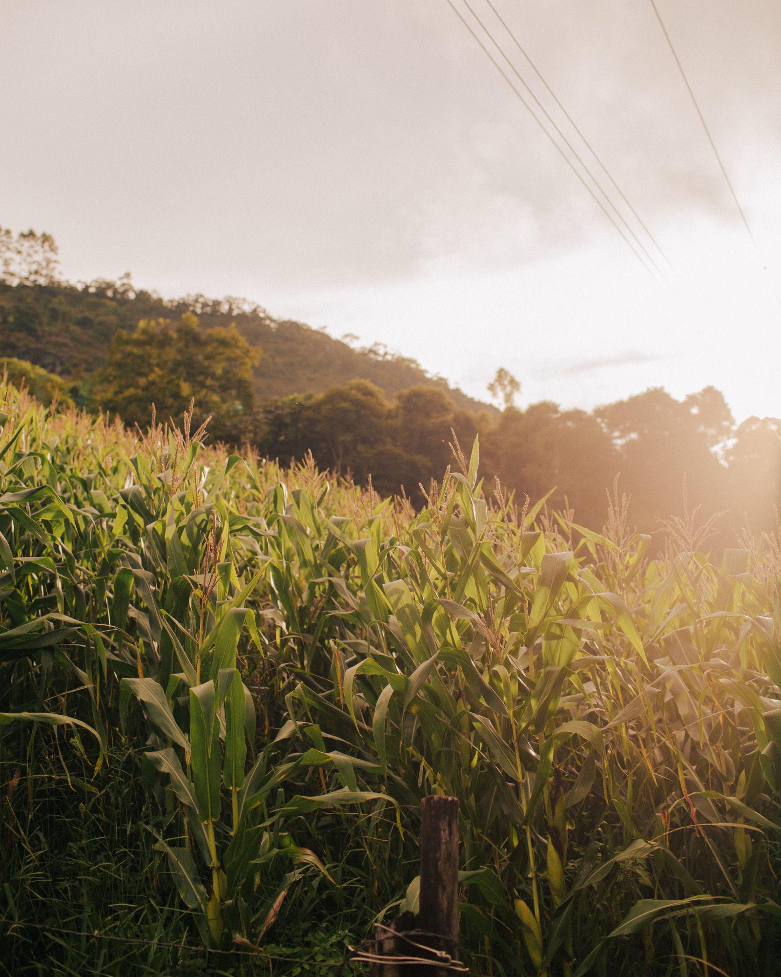 Milharal e casario no interior de Minas Gerais